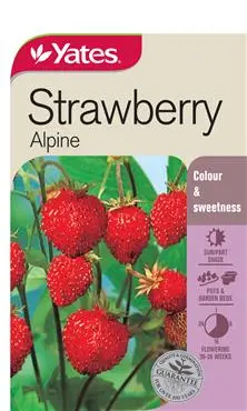 Yates Alpine Strawberry Seeds – Compact, Everbearing Variety 1